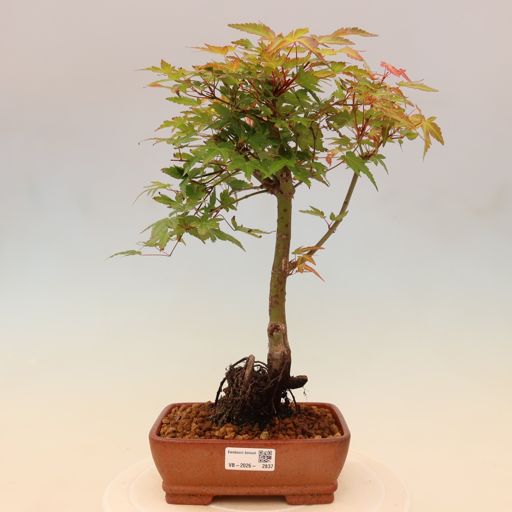 Acero norvegese - Acer palmatum Beni Tsukasa