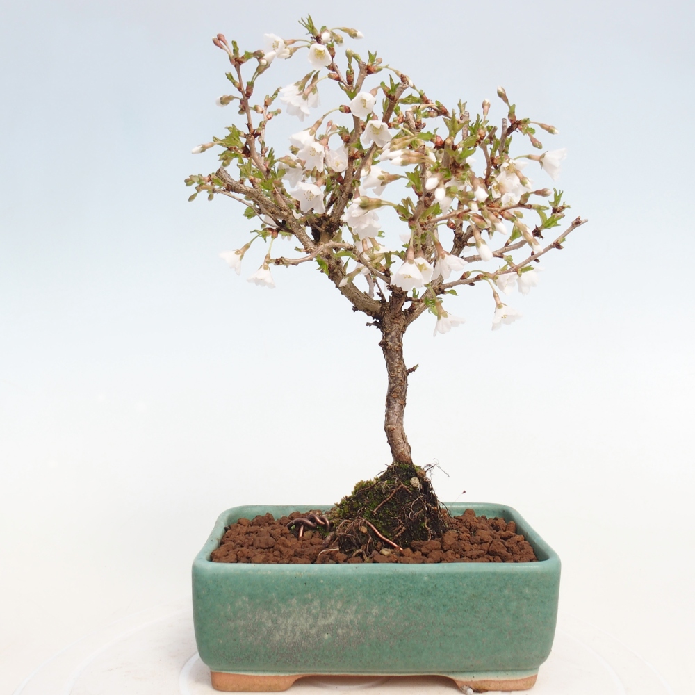Bonsai da esterno - Prunus incisa Kojou-no mai-Plivon ritagliato