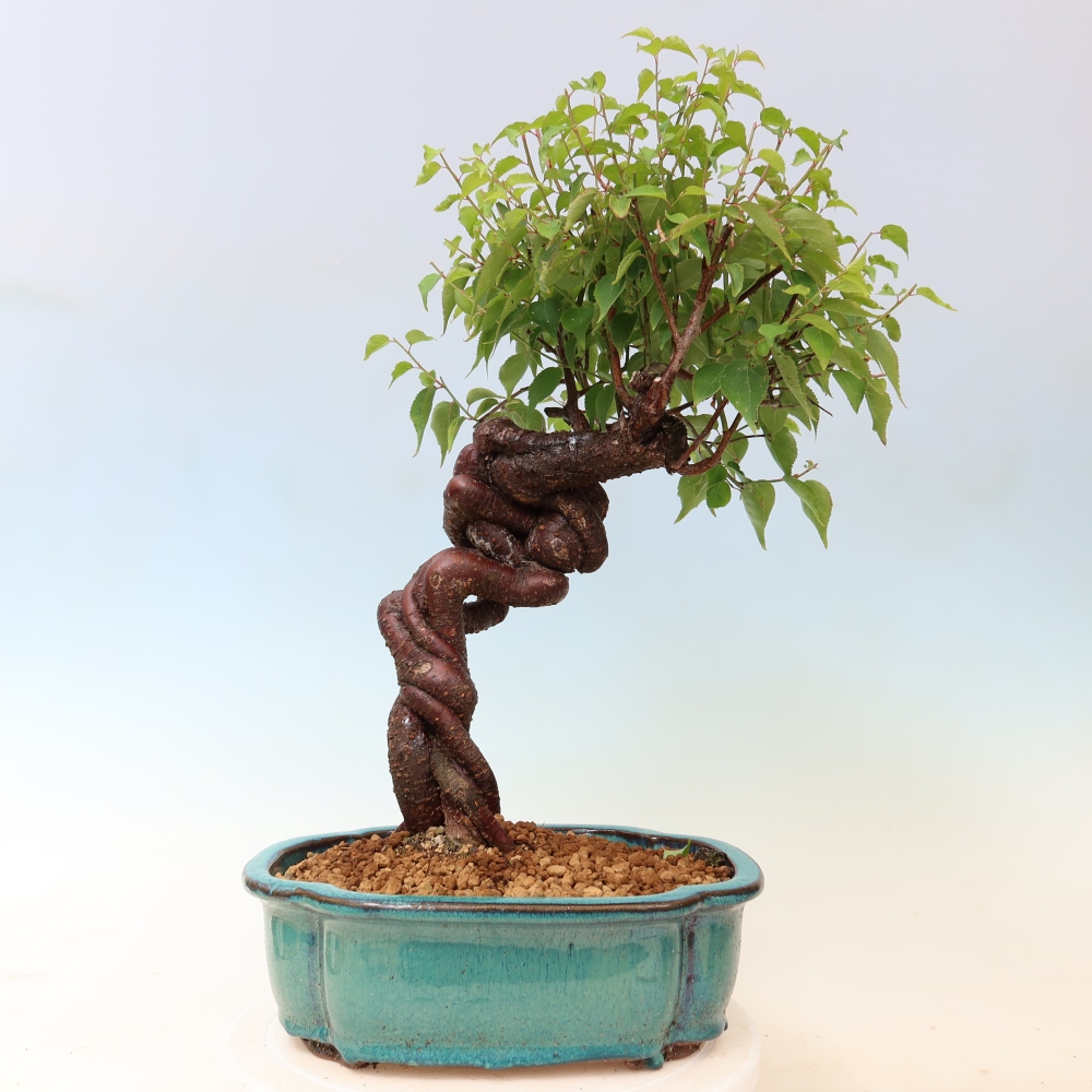 Bonsai da esterno - Albicocco giapponese - Prunus Mume