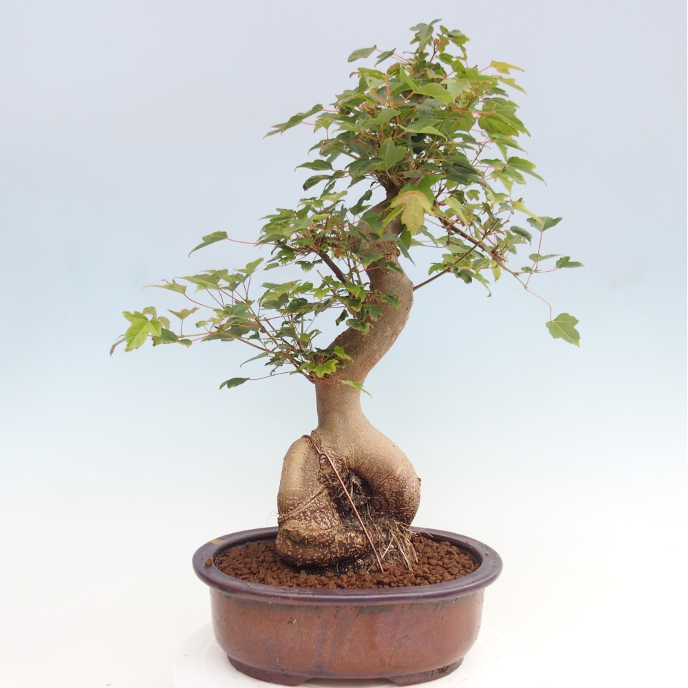 Bonsai da esterno - Acer Buergerianum - Acero di Burger