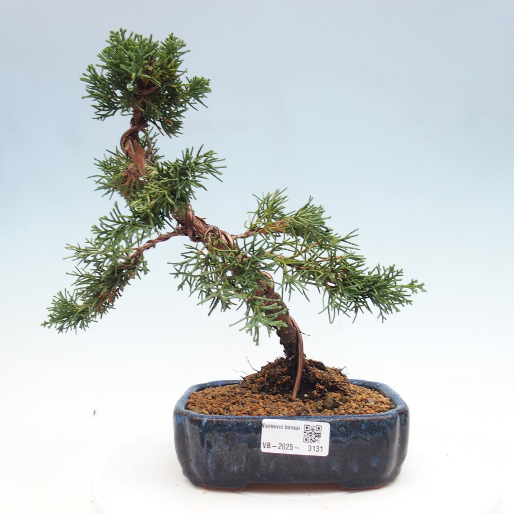 Bonsai da esterno - Juniperus chinensis Kishu