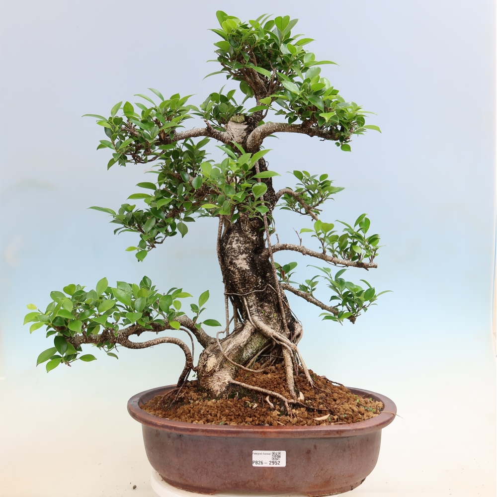 Camera bonsai - Ficus kimmen - ficus a foglie piccole