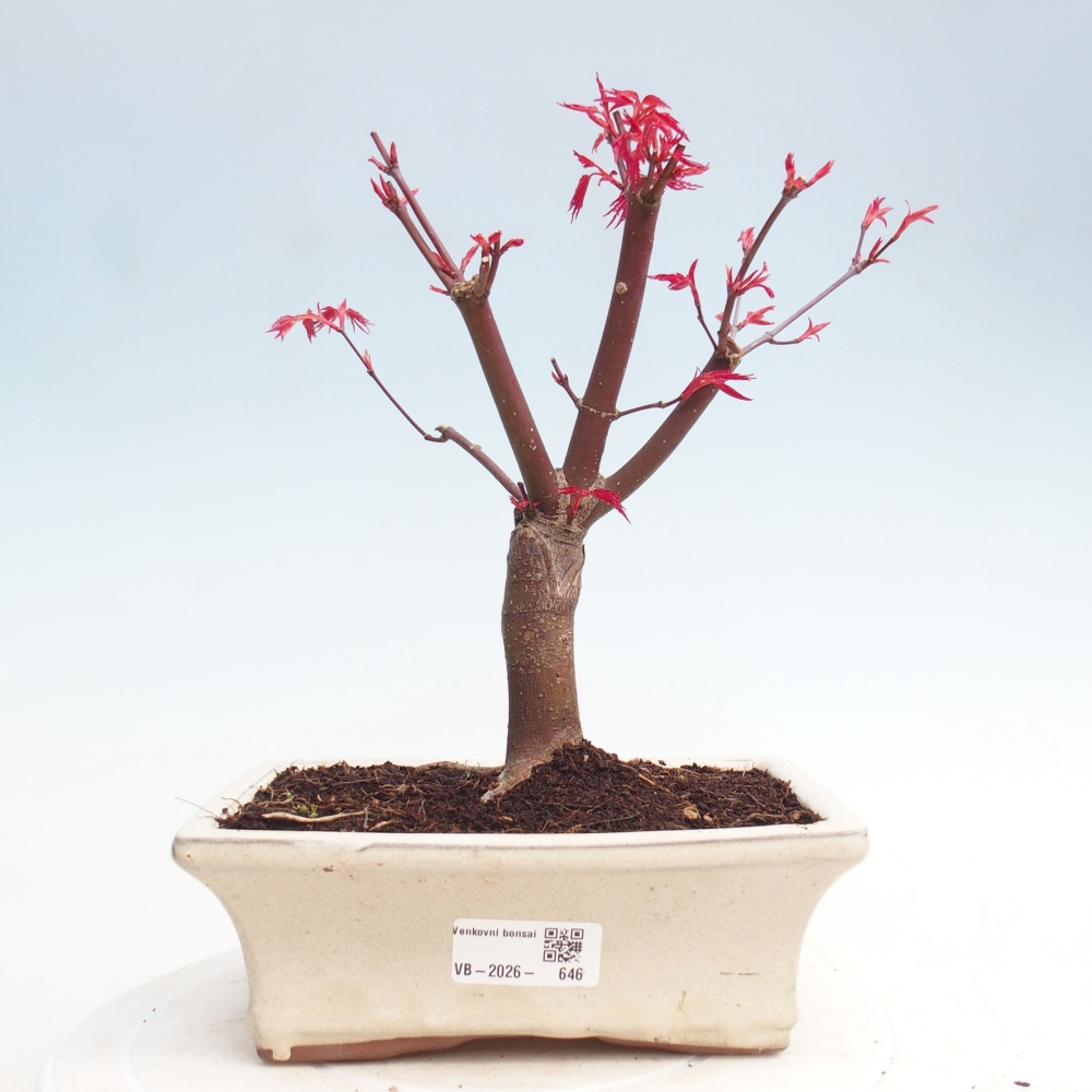 Bonsai da esterno - Acer palmatum DESHOJO