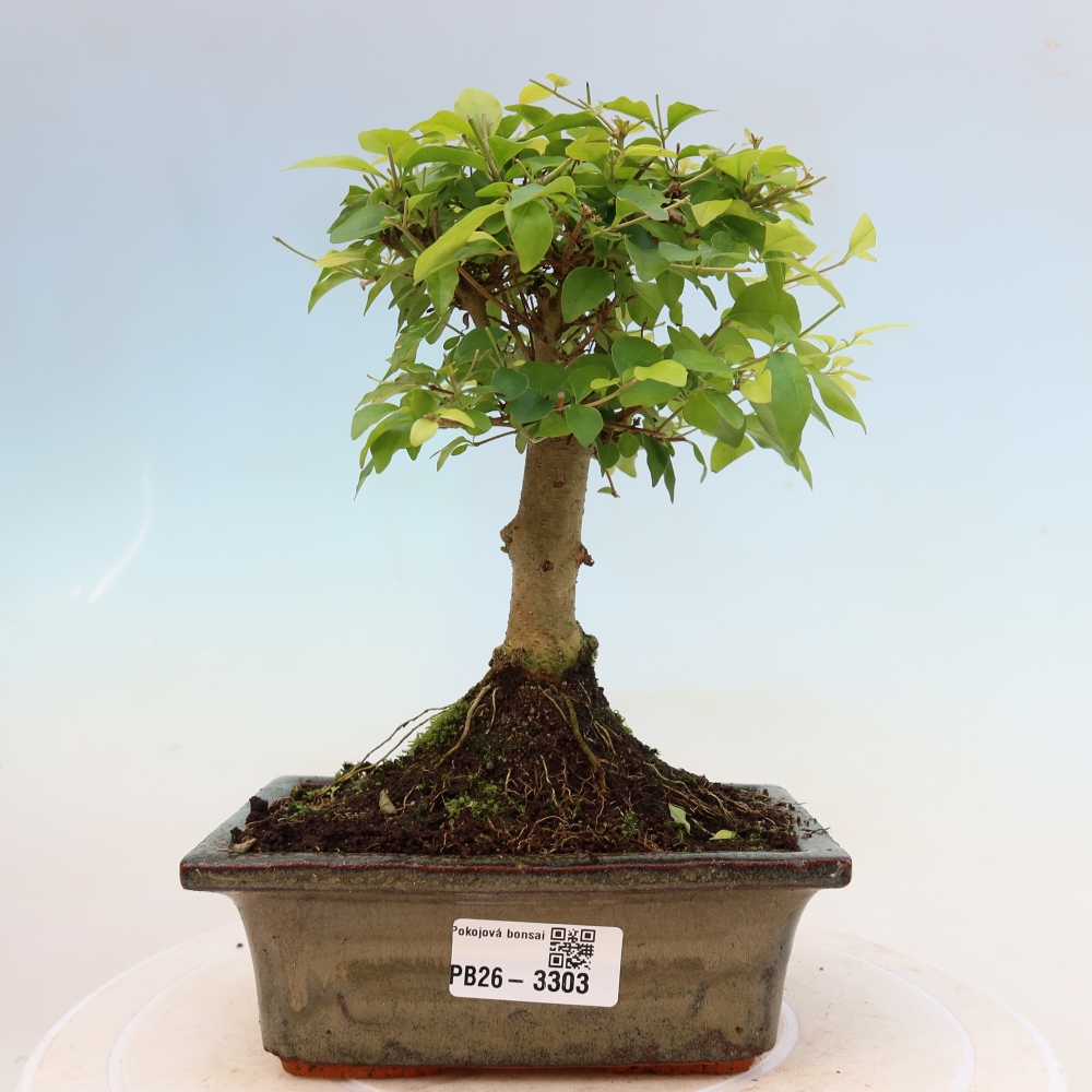 Camera bonsai -Ligustrum chinensis - Becco d'uccello