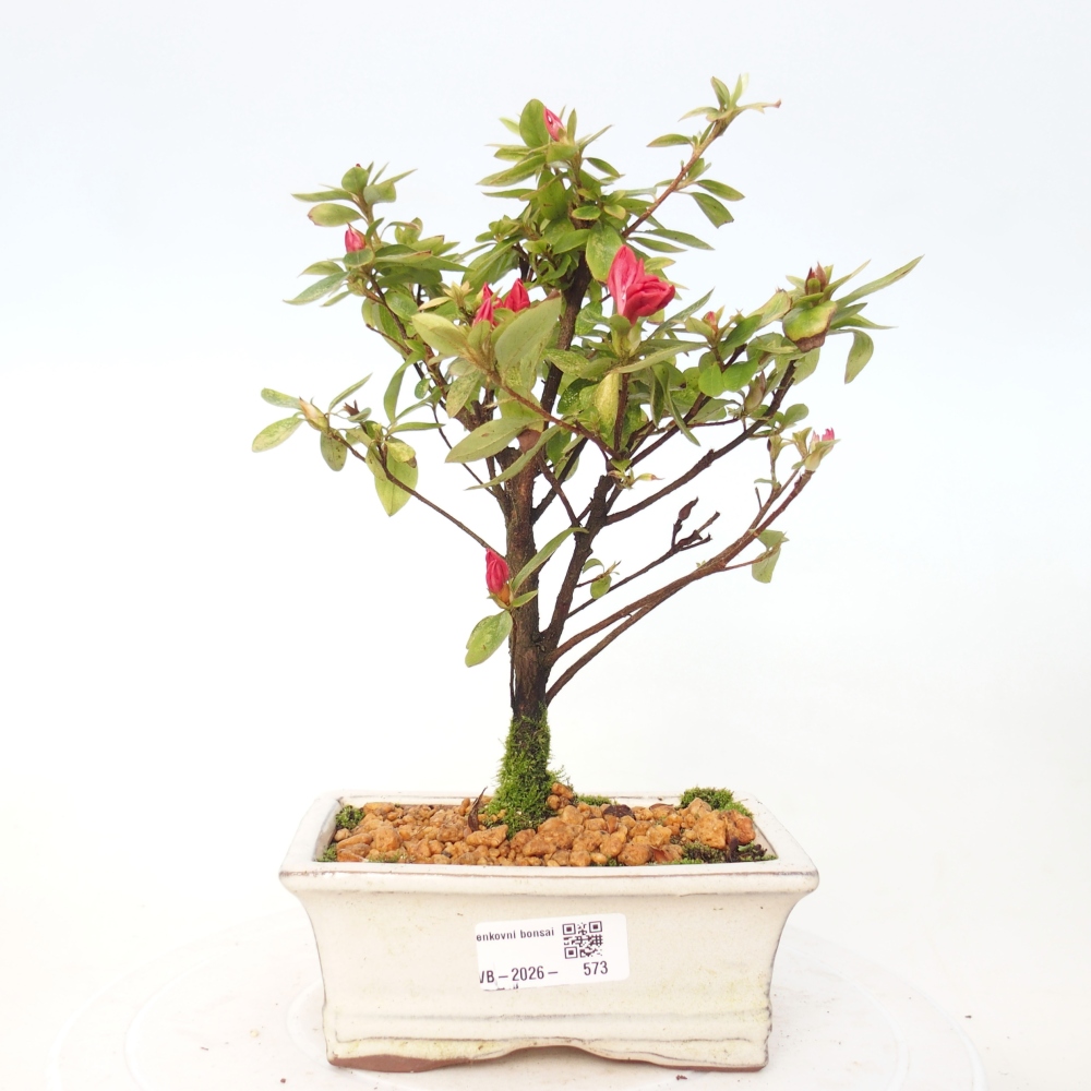 Bonsai da esterno - Azalea giapponese - Azalea sp.