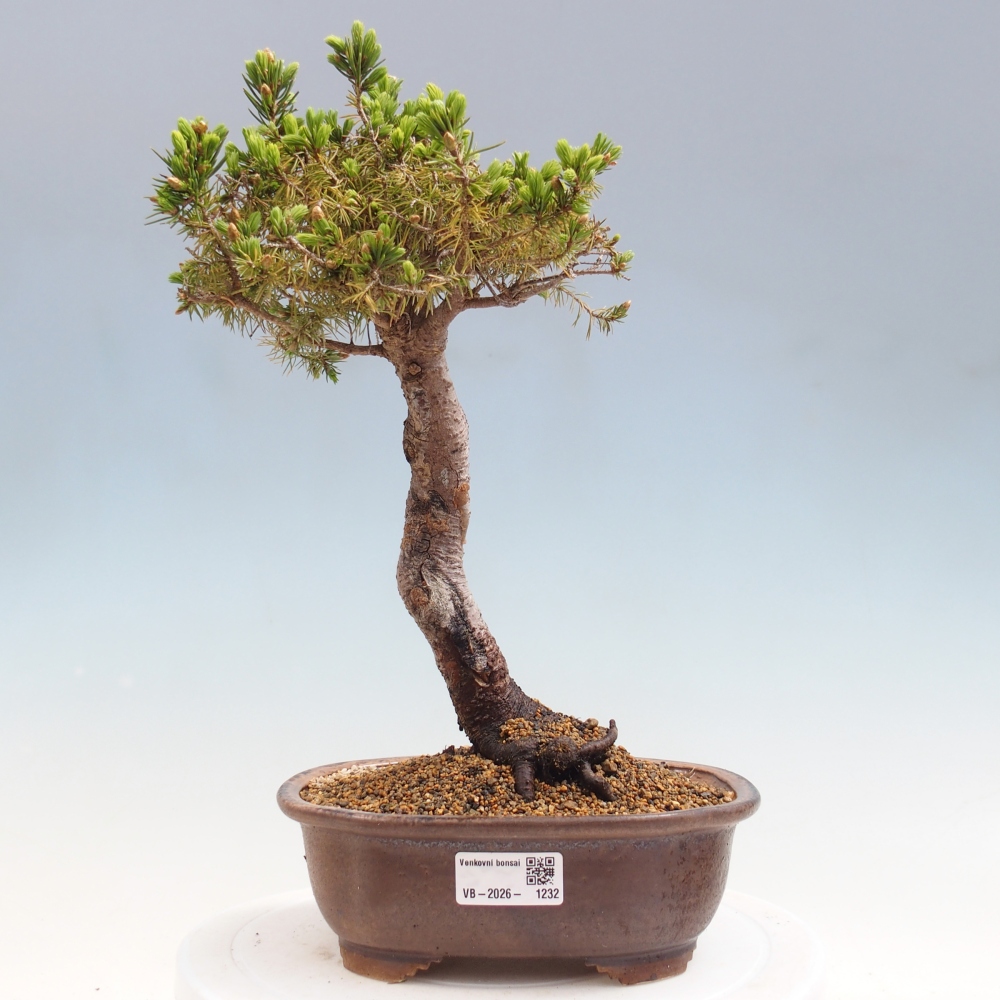 Bonsai da esterno - Abete rosso - Picea glauca globo