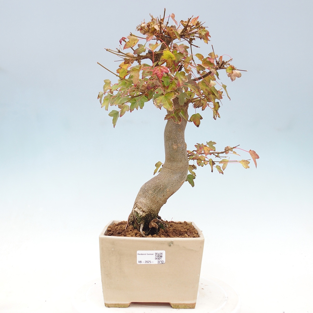 Bonsai da esterno - Acer Buergerianum - Acero di Burger