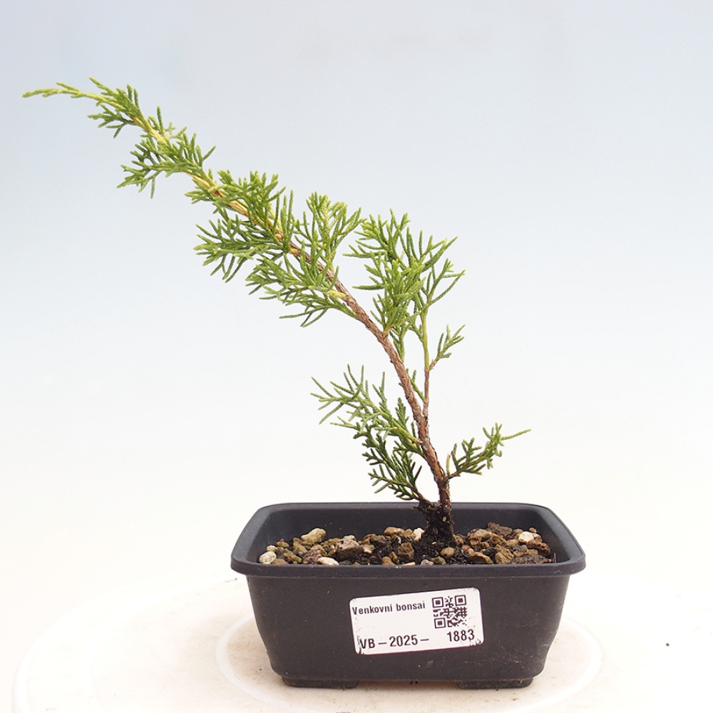 Bonsai da esterno - Juniperus chinensis Itoigawa