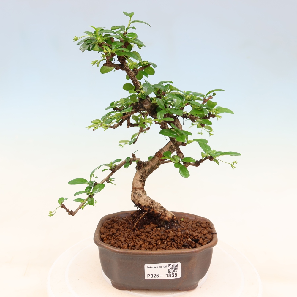 Camera bonsai - Carmona macrophylla - Tea fuki