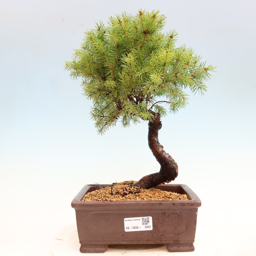 Bonsai da esterno - Abete grigio - Picea glauca globe