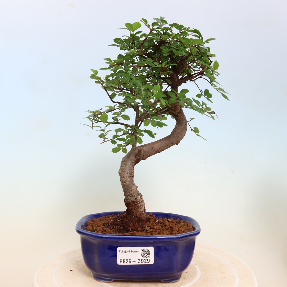 Camera bonsai - Ulmus parvifolia - Olmo a foglie piccole