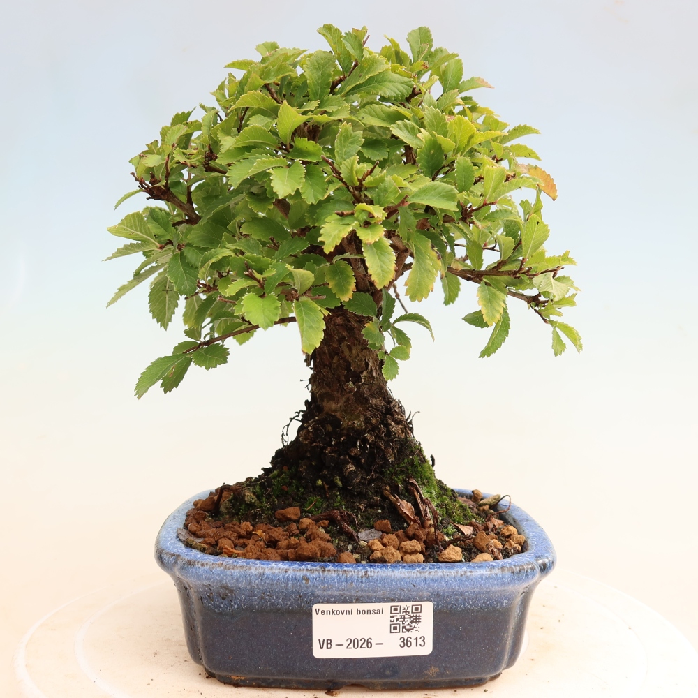 Bonsai da esterno - Zelkova - Zelkova NIRE