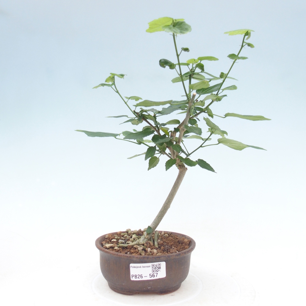 Bonsai da interno - Malvaviscus arboreus