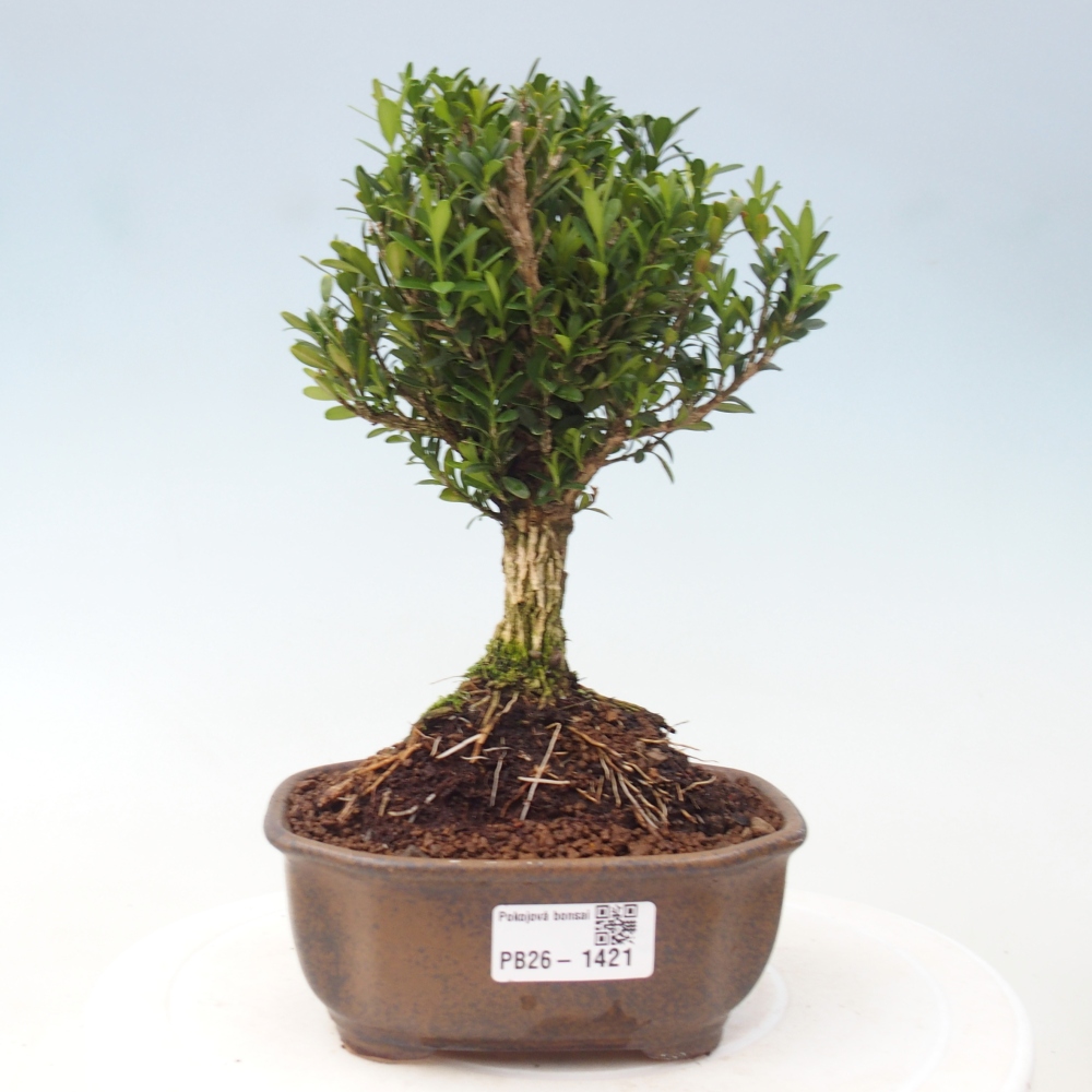 Camera bonsai - Buxus harlandii - buxus da sughero