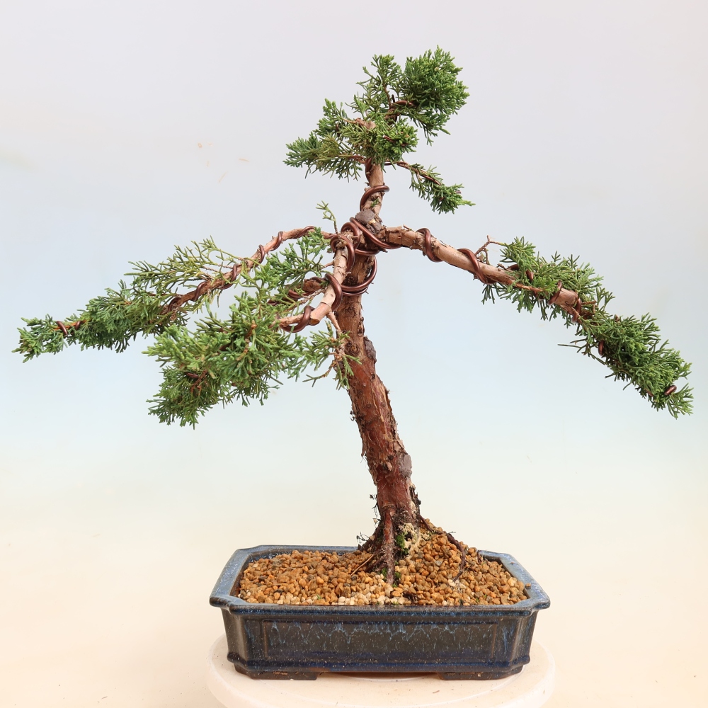 Bonsai da esterno - Juniperus chinensis Kishu
