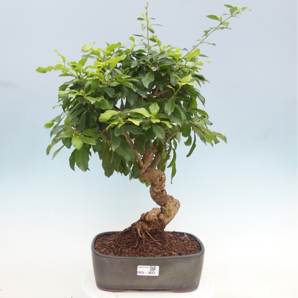 Camera bonsai - Duranta repens -Duranta