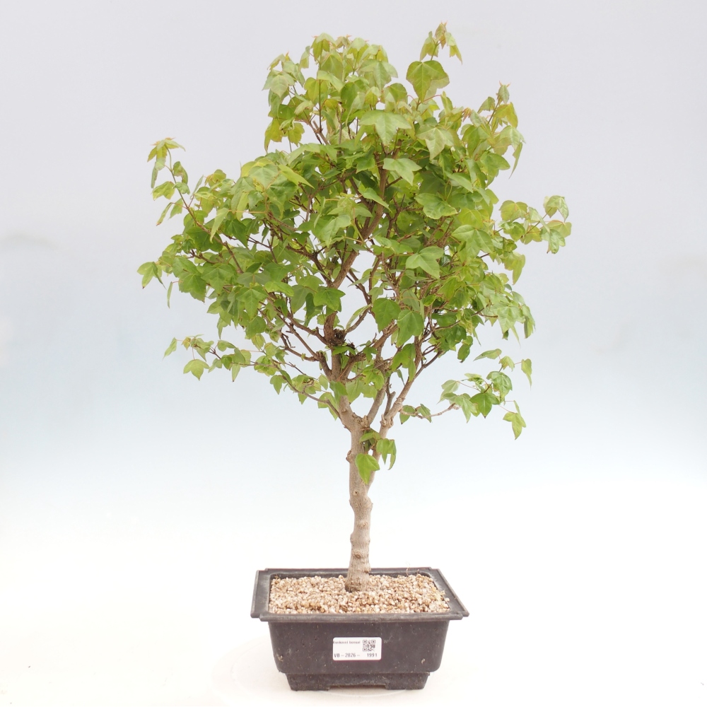 Bonsai da esterno - Acer Buergerianum - Acero di Burger