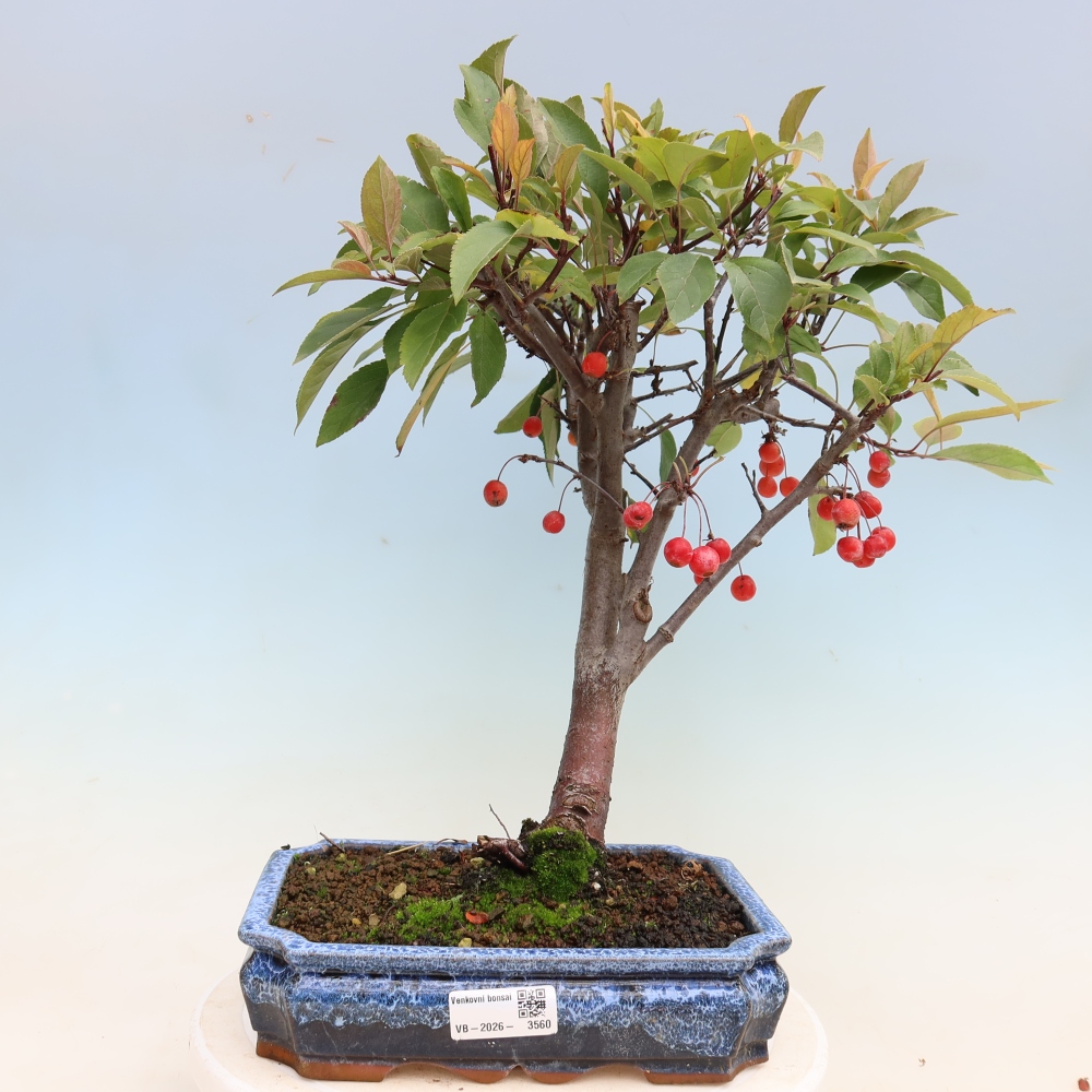 Bonsai da esterno -Malus domestica - Melo a piccoli frutti a foglie rosse