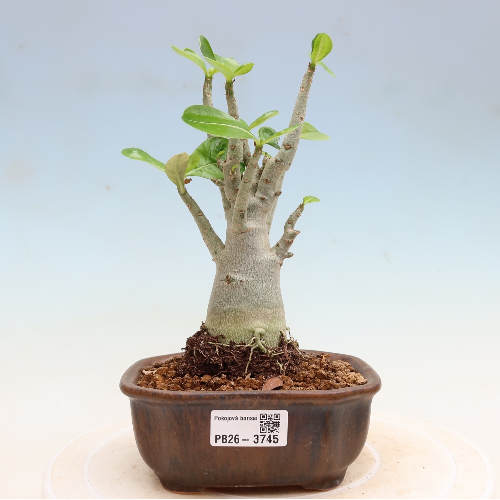 Bonsai da interno - Adenium obesum Red Star - Rosa del deserto