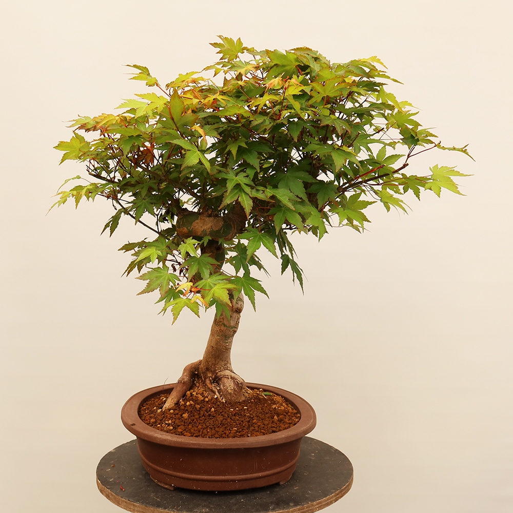 Bonsai da esterno - Acero palmatum - Palme