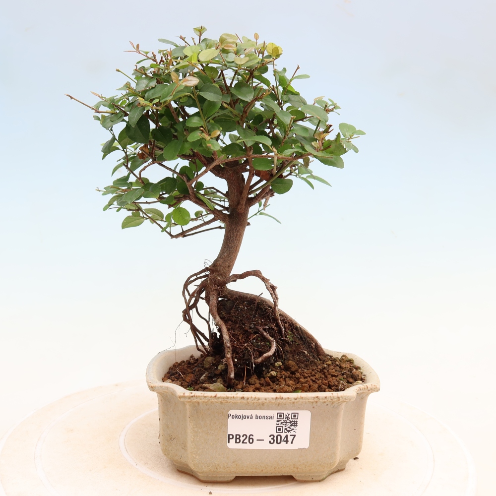 Camera bonsai - Sageretia thea - Sageretia thea