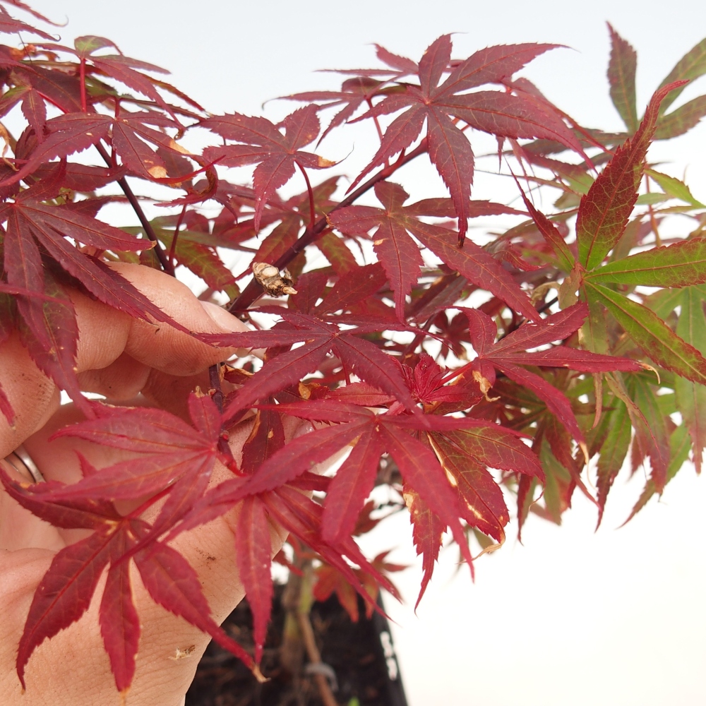 Bonsai da esterno - Acer palmatum Berry Broom in contenitore