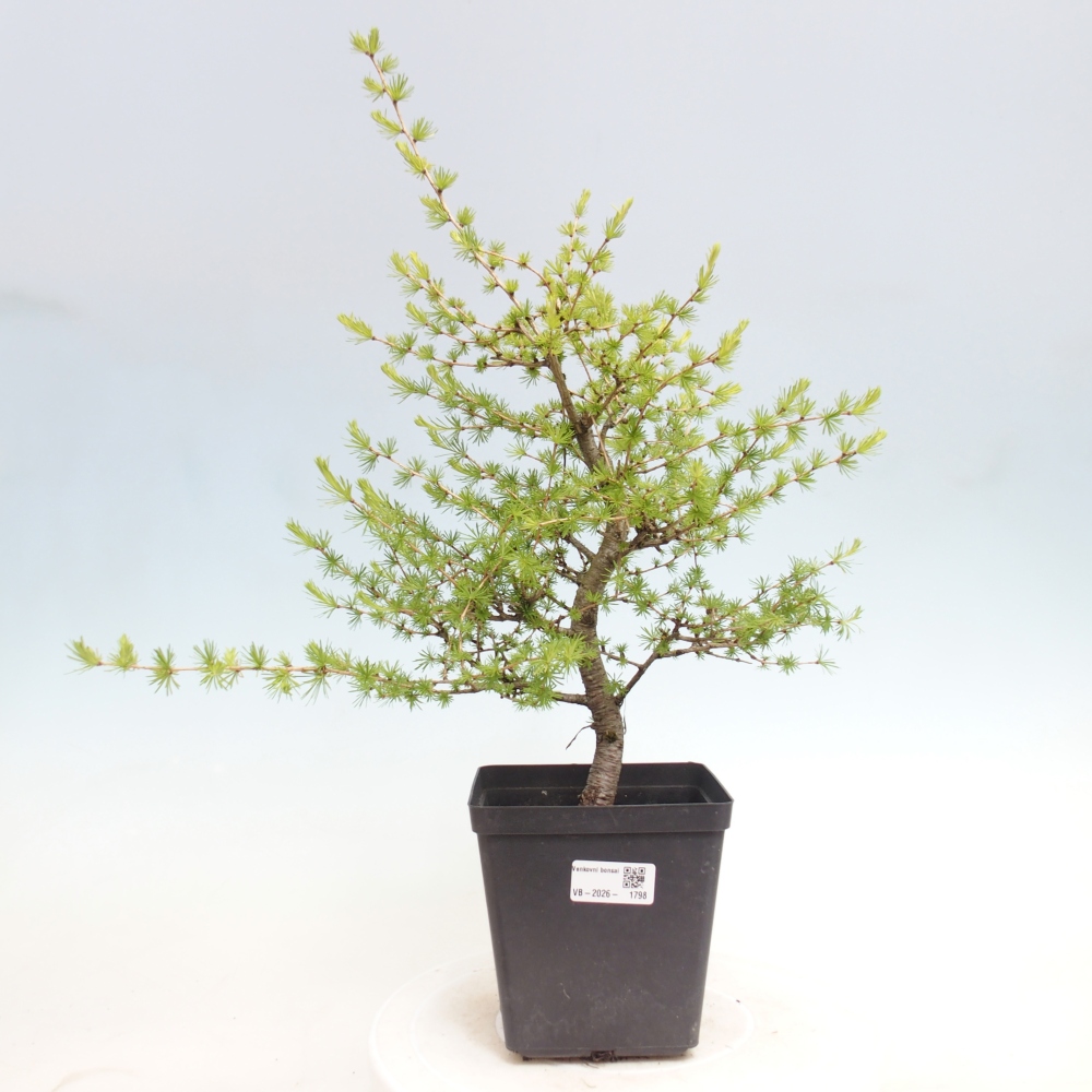 Bonsai da esterno -Larix decidua - Larice