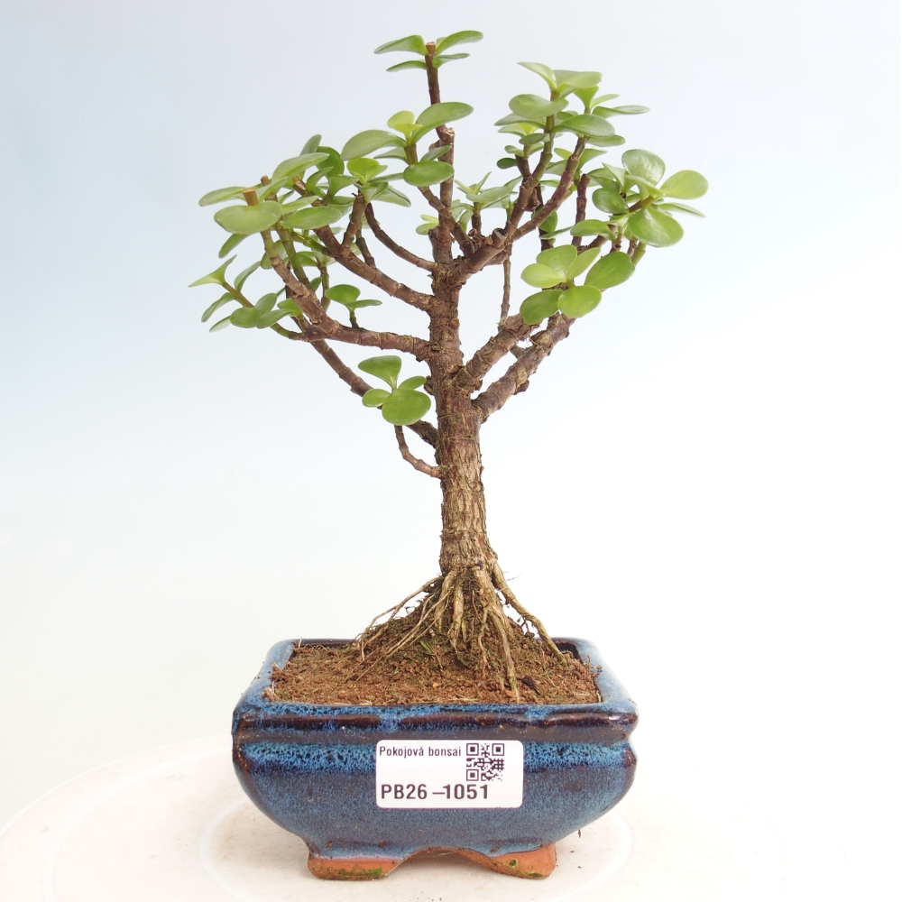Camera bonsai - Portulakaria Afra - Tlustice