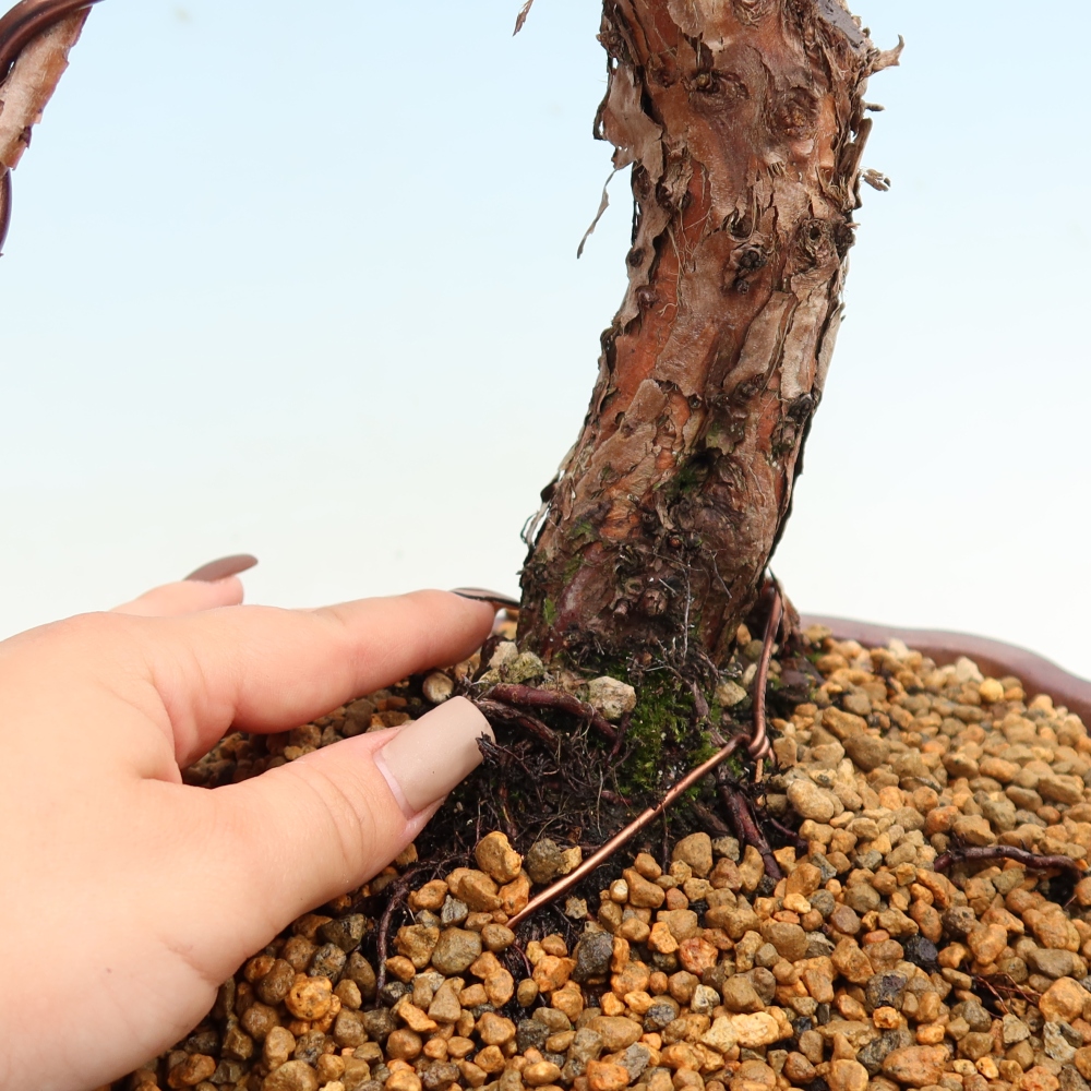 Bonsai da esterno - Juniperus chinensis Kishu