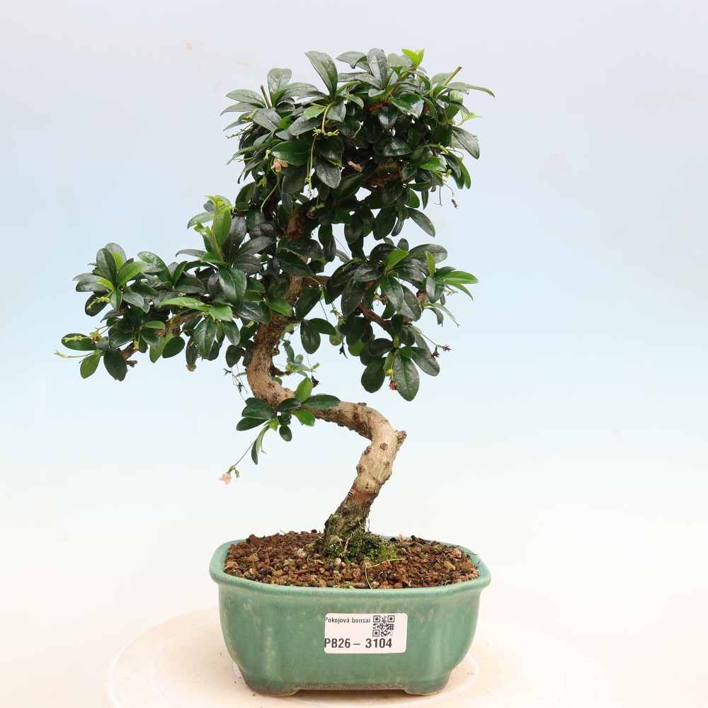 Camera bonsai - Carmona macrophylla - Tea fuki