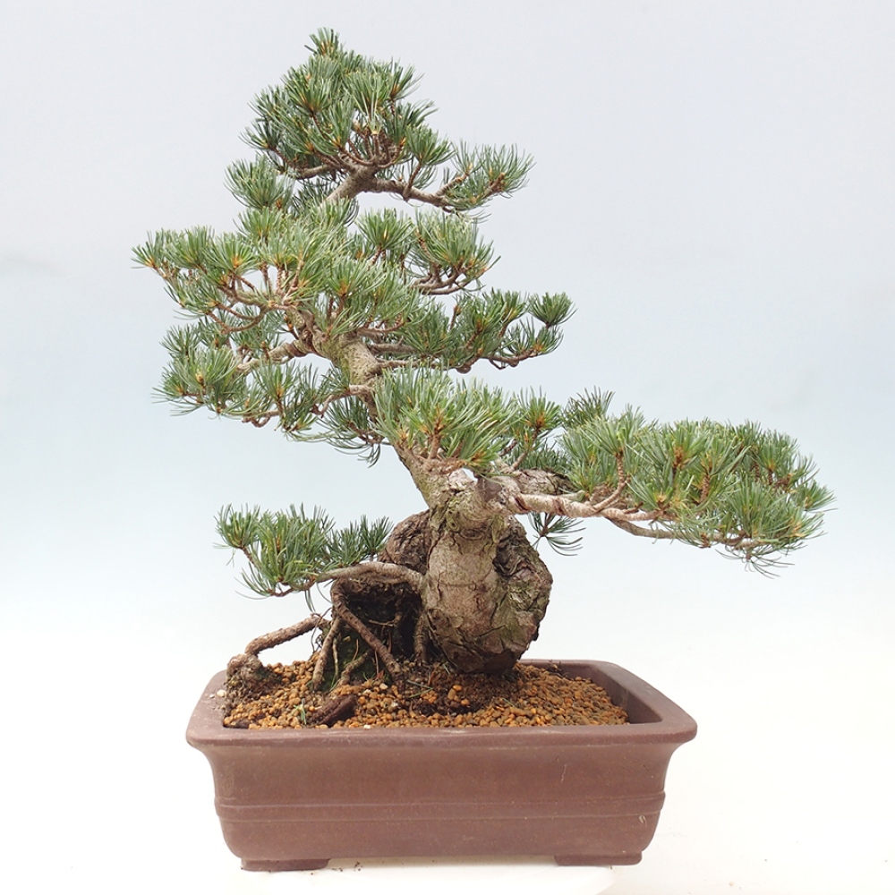 Bonsai da esterno - Pinus parviflora - Pinus parviflora