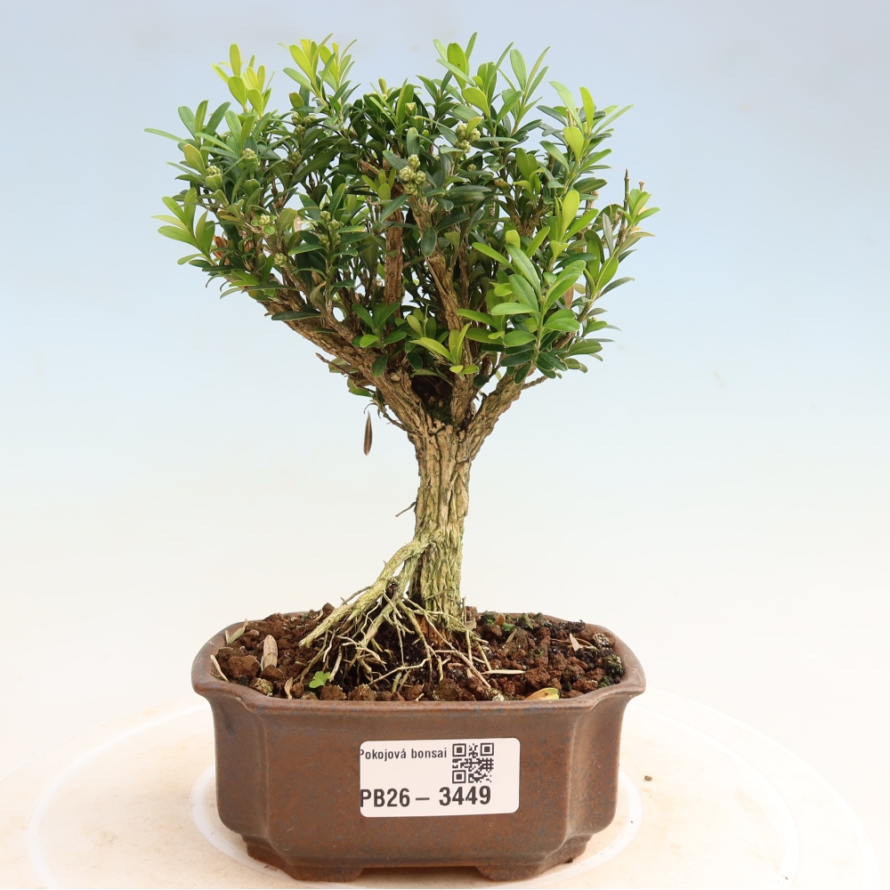 Camera bonsai - Buxus harlandii - buxus da sughero