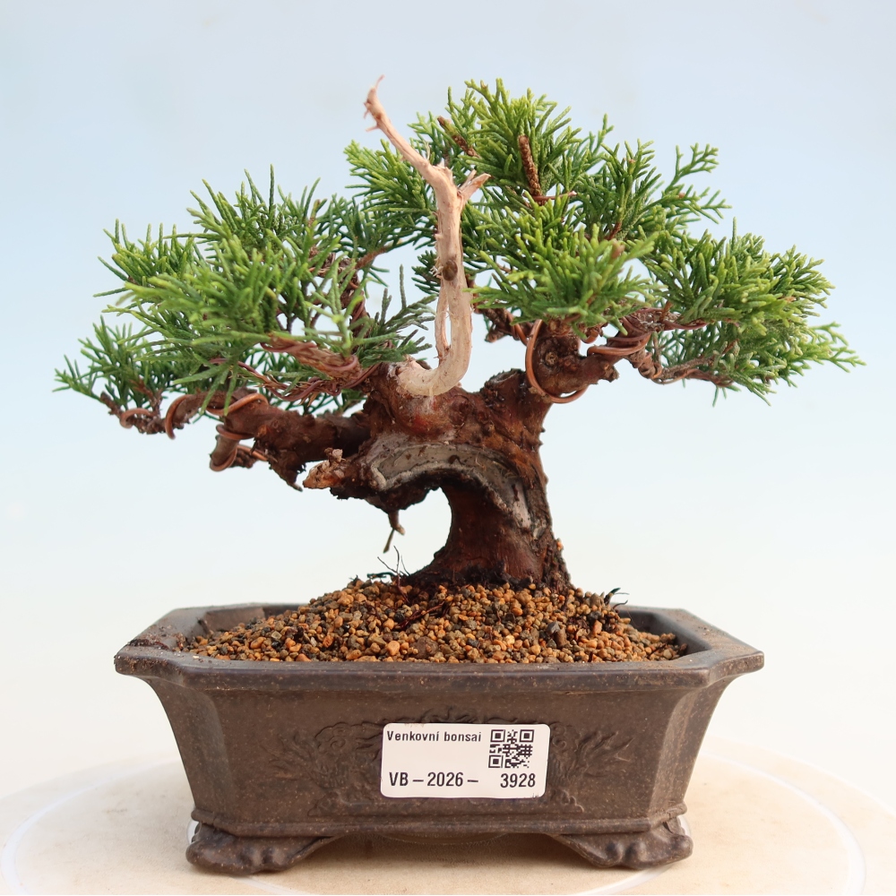 Bonsai da esterno - Juniperus chinensis Itoigawa