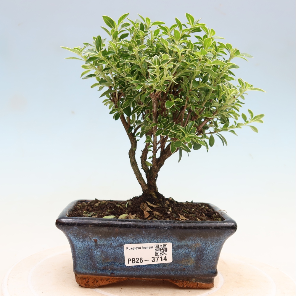 Camera bonsai - Serissa foetida Variegata - Albero delle mille stelle