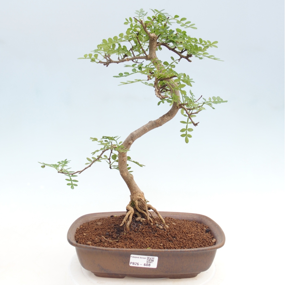 Camera bonsai - Zantoxylum piperitum - albero del pepe