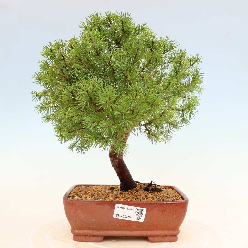Bonsai da esterno - Abete rosso - Picea glauca globo
