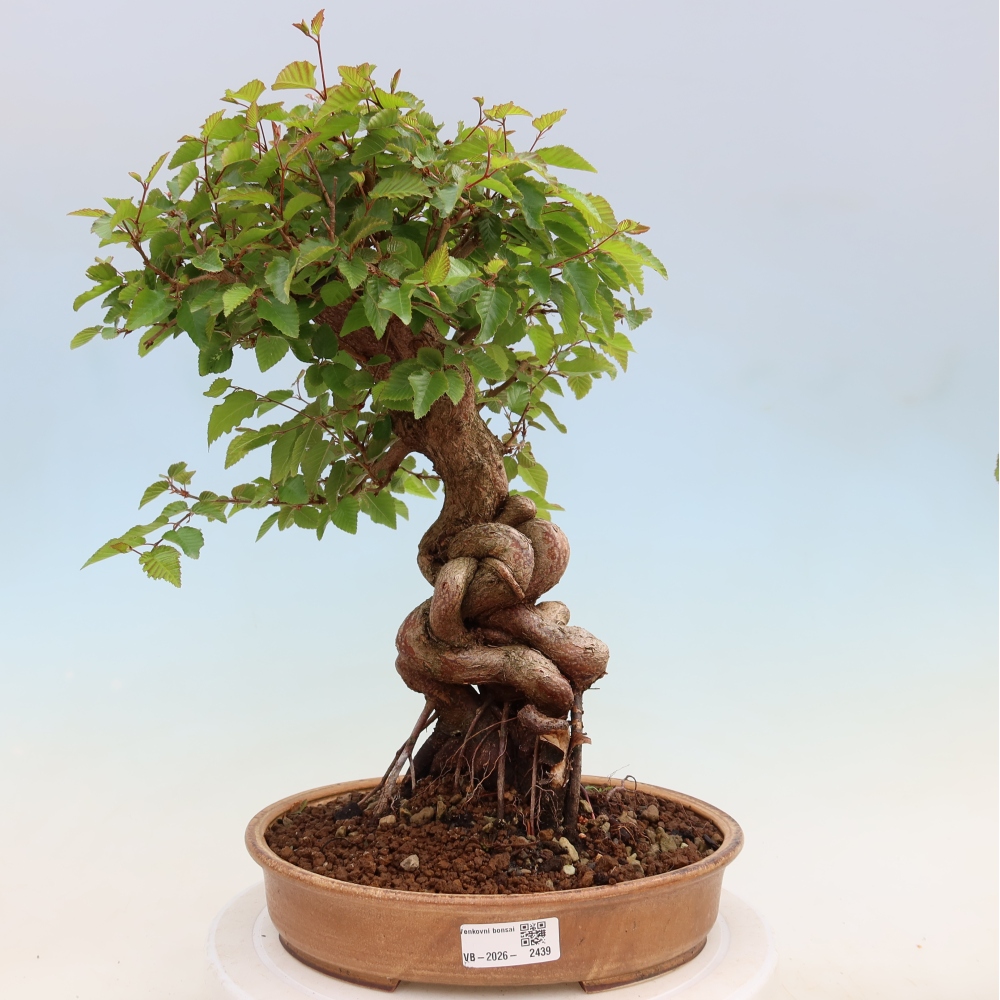 Bonsai da esterno -Carpinus Coreana - Carpino coreano