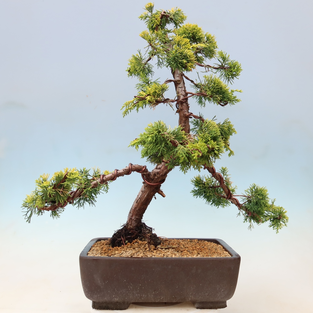 Bonsai da esterno - Juniperus chinensis  aurea - Ginepro cinese dorato