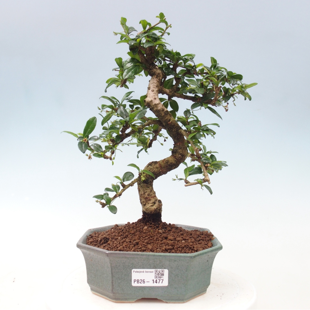 Camera bonsai - Carmona macrophylla - Tea fuki