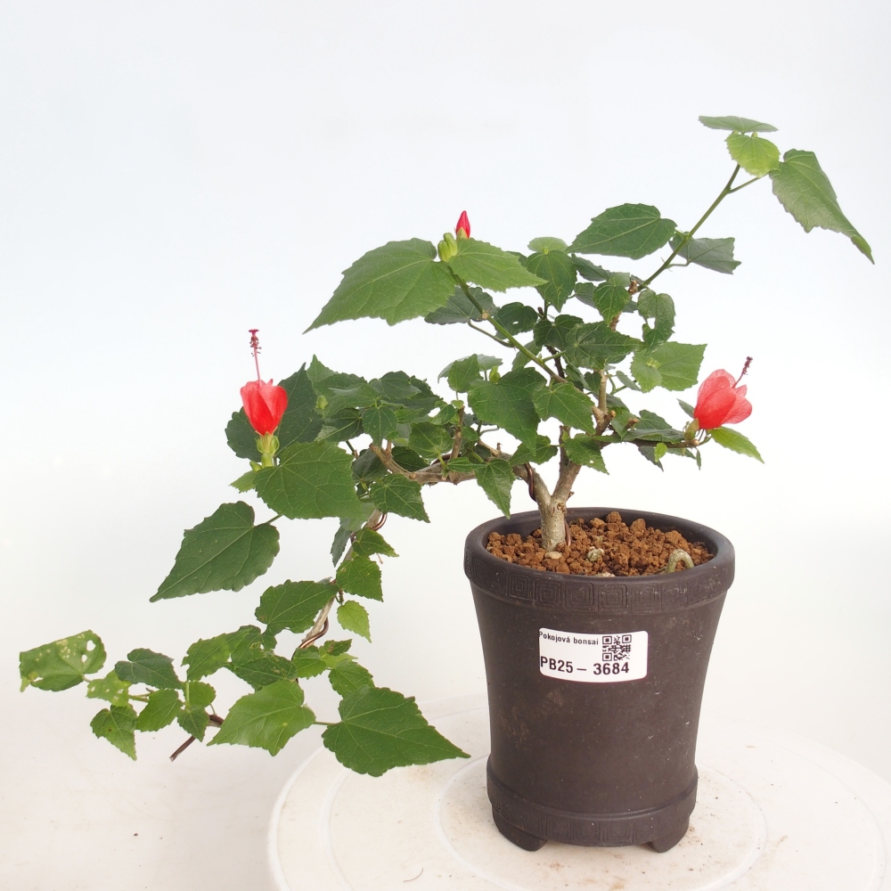 Bonsai da interno - Malvaviscus arboreus