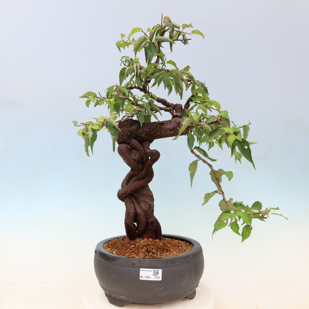 Bonsai da esterno - Albicocco giapponese - Prunus Mume