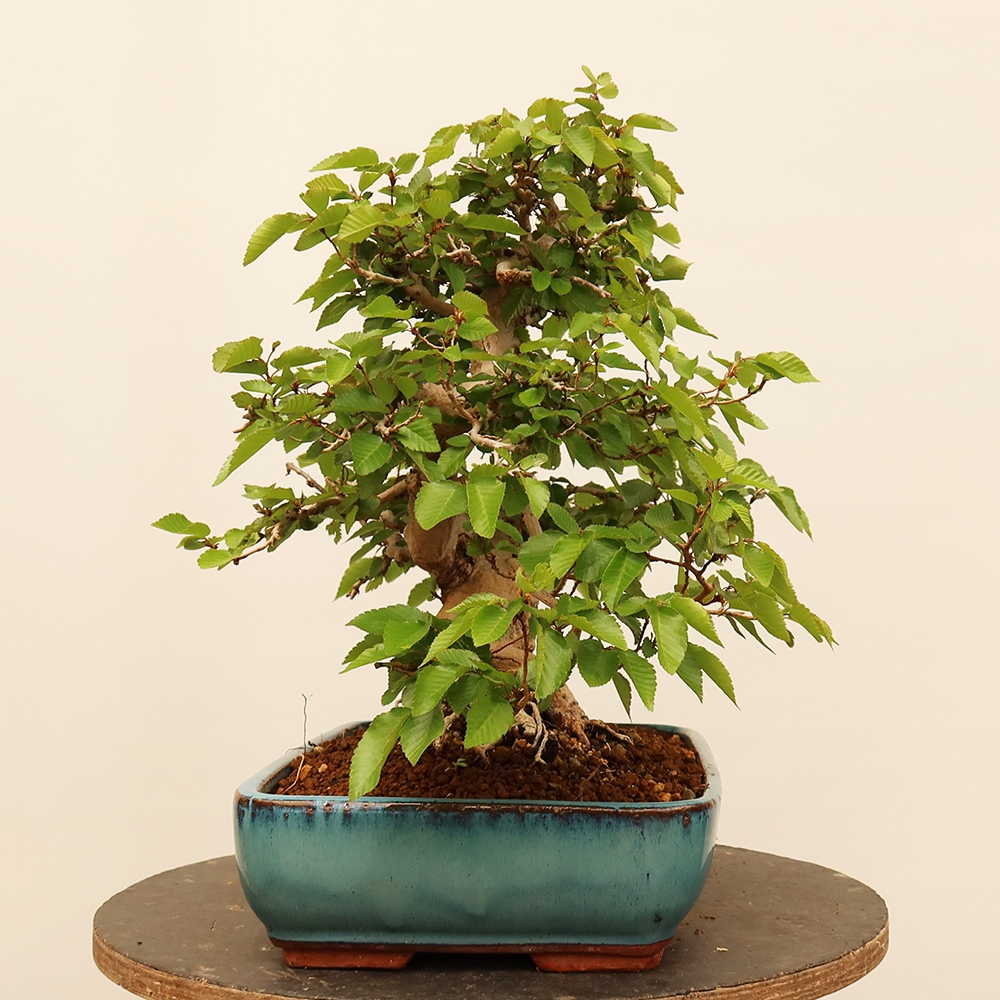 Bonsai da esterno -Carpinus Coreana - Carpino coreano