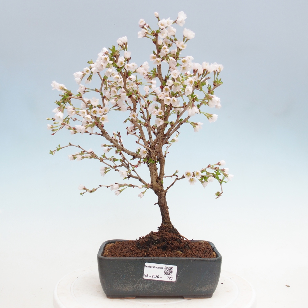 Bonsai da esterno - Prunus incisa Kojou-no mai-Plivon ritagliato