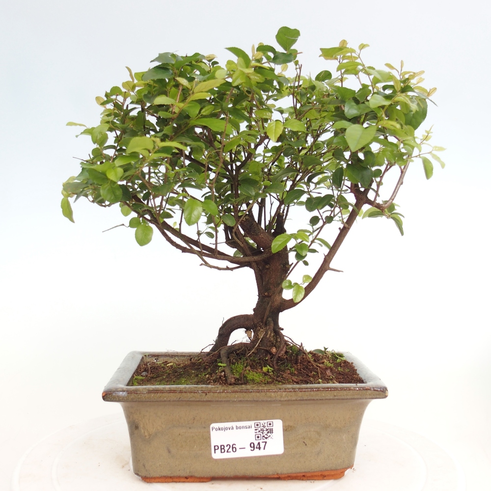 Camera bonsai - Sageretia thea - Sageretia thea