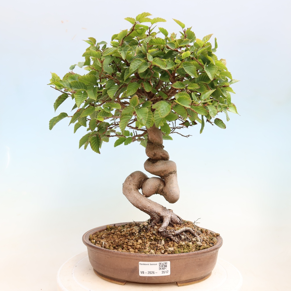Bonsai da esterno -Carpinus CARPINOIDES - Carpino coreano