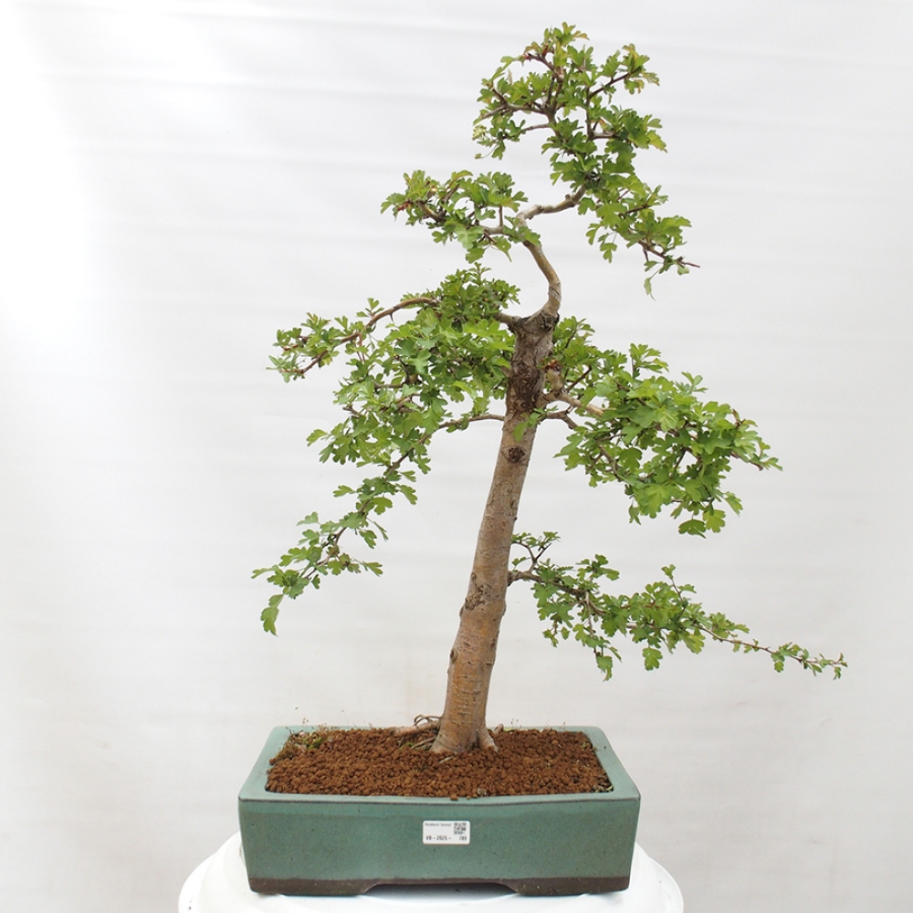 Bonsai da esterno - Biancospino - Crataegus monogyna
