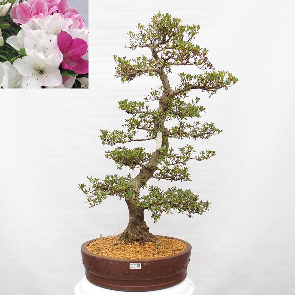 Bonsai da esterno - Azalea giapponese - Azalea Ai-no-Tsuki