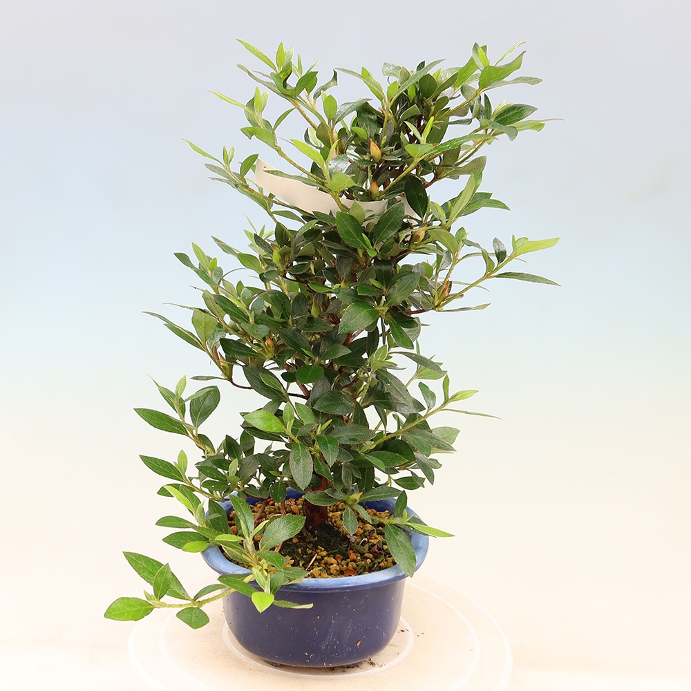 Bonsai da esterno - Azalea giapponese - Azalea Shinsei