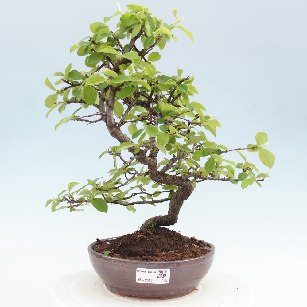 Bonsai da esterno - Chaneomeles chinensis
