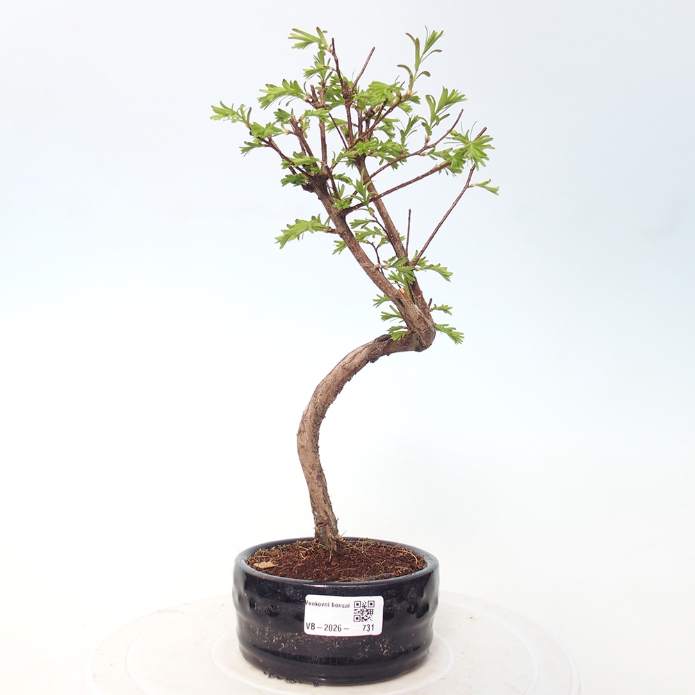 Bonsai da esterno - Metasequoia glyptostroboides - Metasequoia cinese